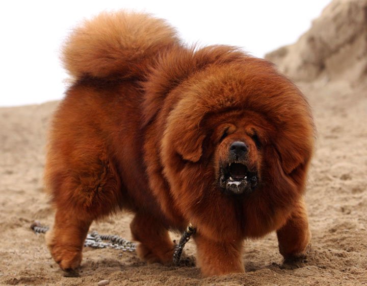 ヴィヒレアリル Albino Creatur Rxzdzu6mbswl4vt 確かこの犬 人を食い殺したって 話を聞いた事があります Twitter ヴィヒレアリル Albino Creatur Rxzdzu6mbswl4vt 確かこの犬 人を食い殺したって 話を聞いた事があります Twitter