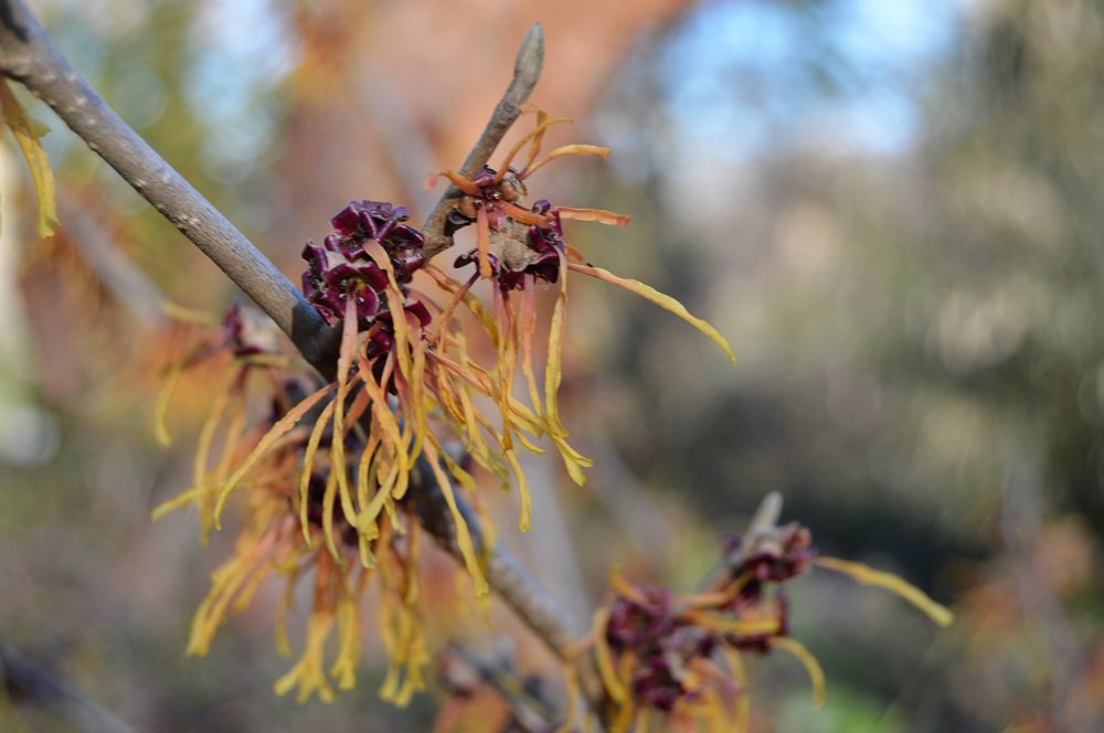 #whatsbloomingwednesday Noted for its fall color and attractive late winter blooms,Hamamelis × intermedia 'Jelena' is an upright shrub with ribbon-like orange-red flowers. 
rightplantz.com/plant-details/…