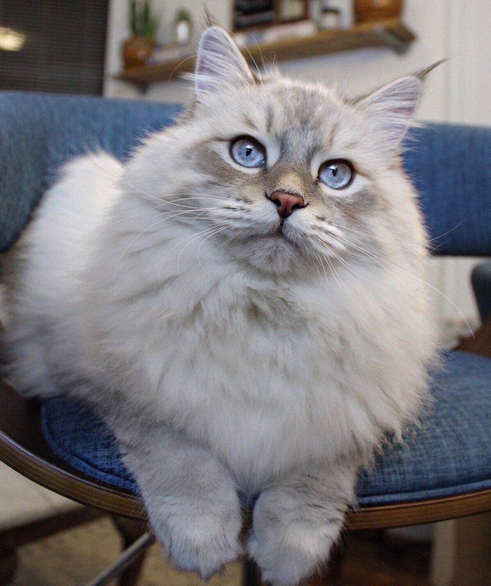 SiberianAlbus's tweet photo. Daydreaming about the weekend... #IsItFridayYet #humpdaaaaaayyyy #humpday #HumpDayMotivation #catsoftheday #catsofinstagram #catsofnewyork #catsofnyc #siberiancat https://t.co/pVnQUCKYXA
