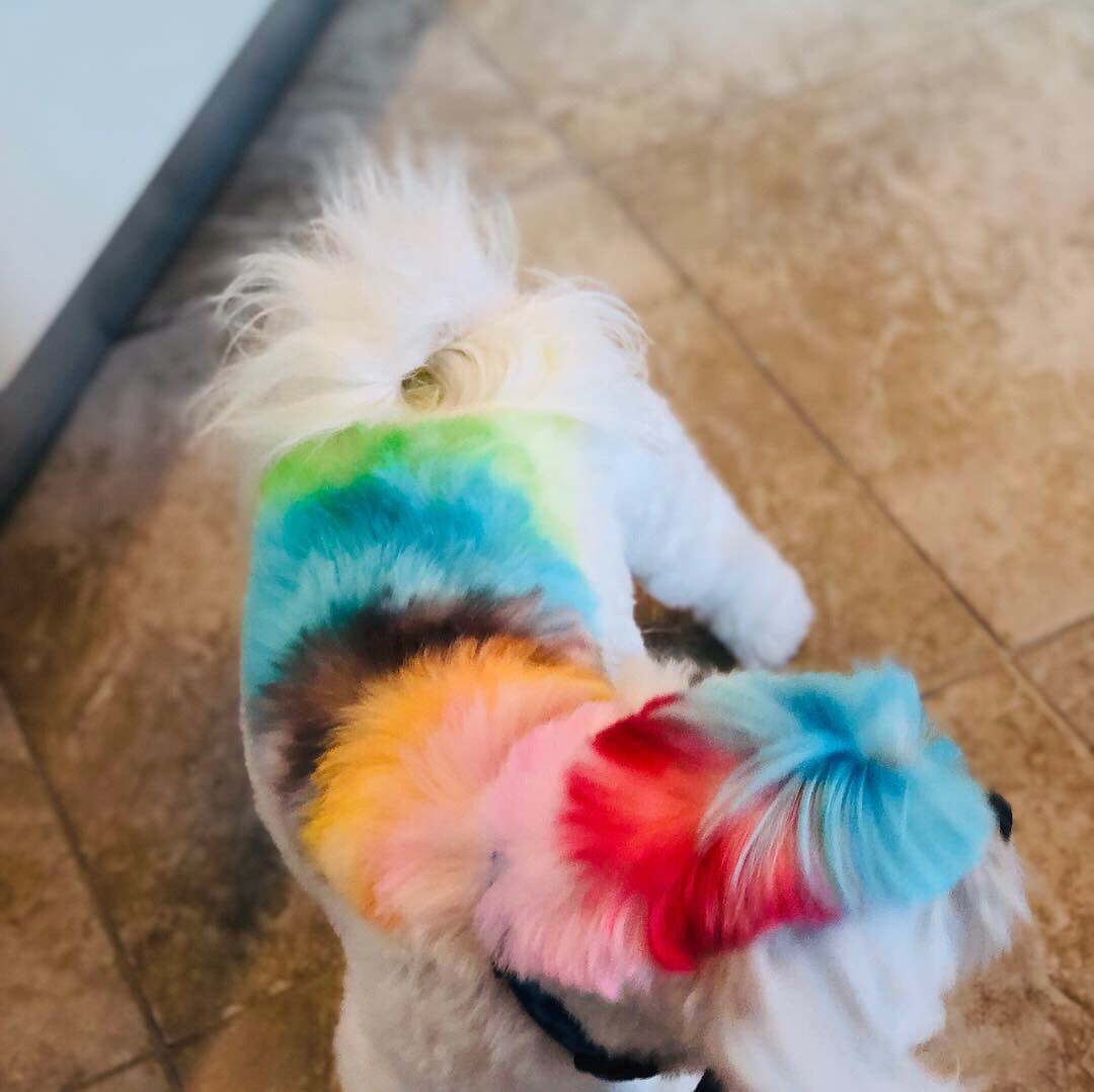 TalindaB's tweet photo. I’m always trying to put a smile on their little faces...Daddy got Lily her dog, Prince. He is her ❤️. Daddy’s favorite color is rainbow 🌈           Prince + 🌈 = HAPPINESS 4 LILY https://t.co/TuJ3CouT4G