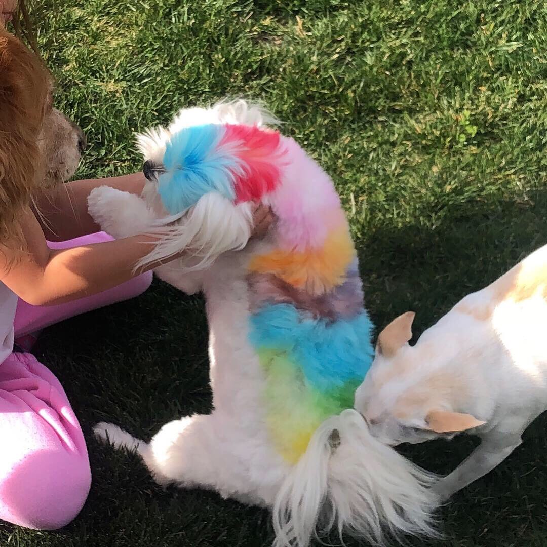 TalindaB's tweet photo. I’m always trying to put a smile on their little faces...Daddy got Lily her dog, Prince. He is her ❤️. Daddy’s favorite color is rainbow 🌈           Prince + 🌈 = HAPPINESS 4 LILY https://t.co/TuJ3CouT4G