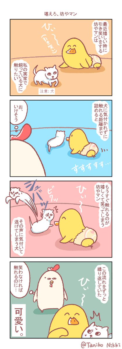 最近引き笑いをする坊やマンを連れて
私の実家に帰ったときの話です。

#鶏さんの絵日記 
