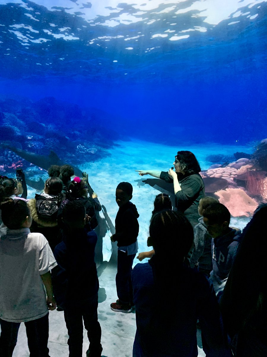 k_ps65's tweet photo. Our curious first graders had an extraordinary time discovering new things about oceans. @RFroehlich9 @CuttittasClass @NYCDistrict19 @MrGuidarelli #newencounters #fabfirst https://t.co/c7rdtjhMPz