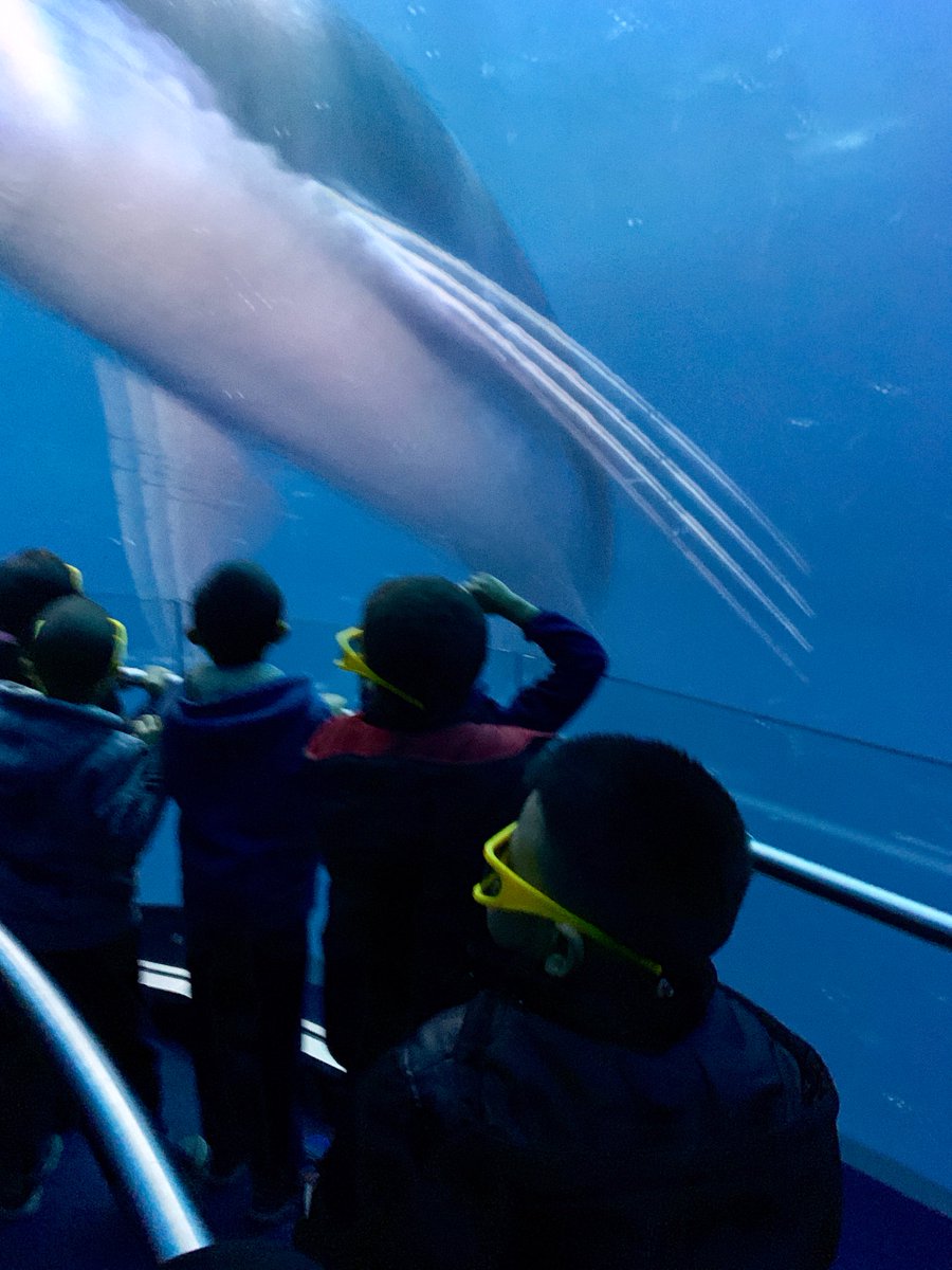 k_ps65's tweet photo. Our curious first graders had an extraordinary time discovering new things about oceans. @RFroehlich9 @CuttittasClass @NYCDistrict19 @MrGuidarelli #newencounters #fabfirst https://t.co/c7rdtjhMPz