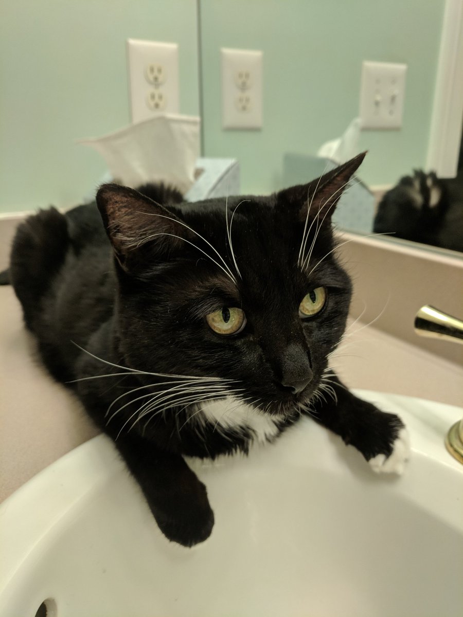 TuxRiley's tweet photo. Happy #TuxieTuesday to all my friends out in Twitter land! 🐾😻 https://t.co/xxXvvp5Fqu