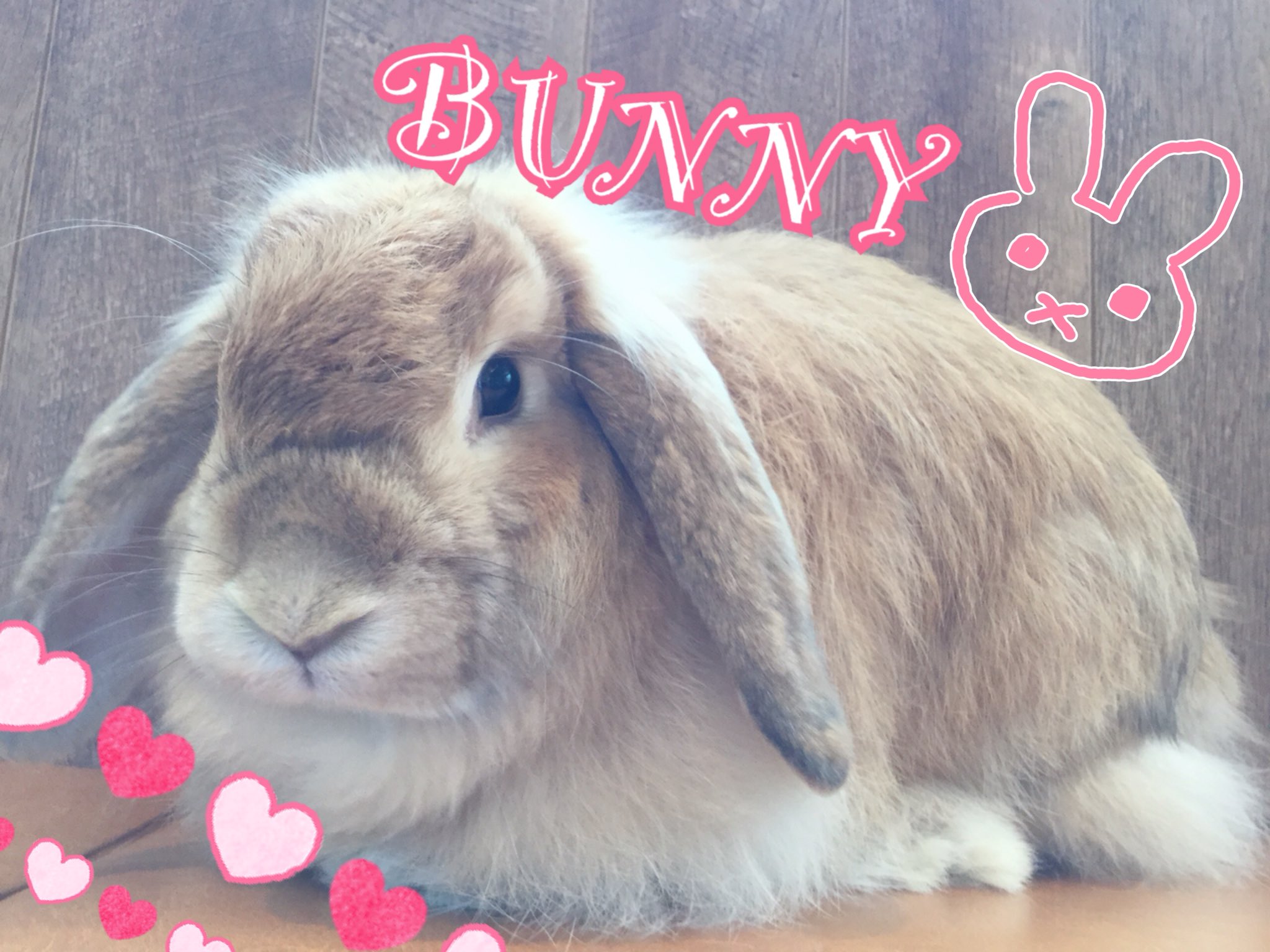 うさぎ専門店 Ms Bunny Msbunny Twitter