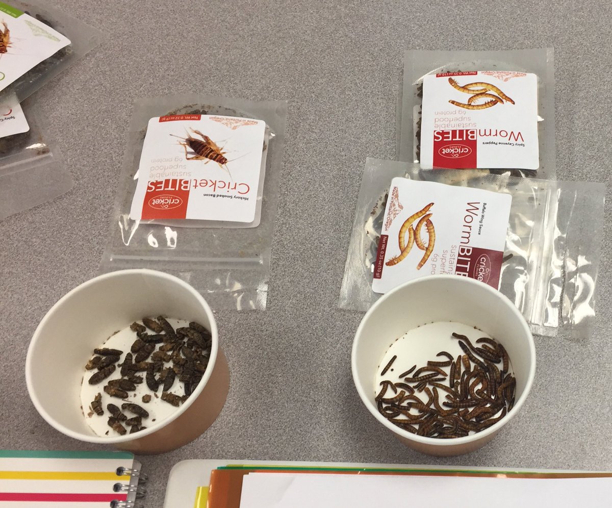 McNairMiddleSch's tweet image. Entomophagy is happening this week in GT! #buggingout #mustangsrun