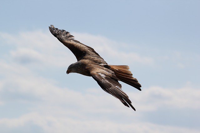 RockChristopher's tweet photo. Hold fast to dreams, for if dreams die, life is a broken winged bird that cannot fly. ~ Langston Hughes #Quotes

#JoYTrain #SuccessTRAIN https://t.co/yIcxHATdLy