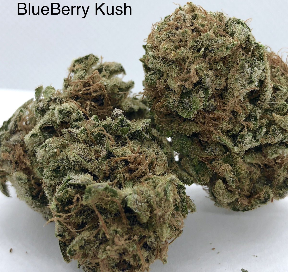 LongLodgeTribal's tweet photo. Be on the lookout! #BlueberryKush is about to be available at #LongLodge in #CostaMesa a heavy #indica blend that helps you melt into the couch after a long day. #cannabis #reefer #weed #weshouldsmoke #oc420 #OrangeCounty #NewportBeach #HuntingtonBeach #cannabisculture #stoners https://t.co/u5P74yn6vL