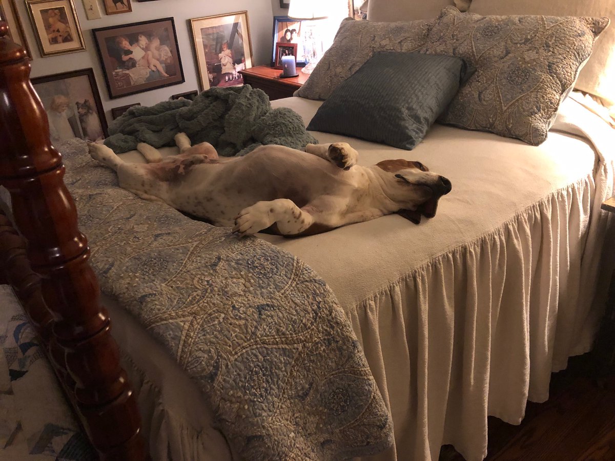CobesBassetLife's tweet photo. Day 26 letter L
lovingly lounging not lazy #PhotoChallengeFeb19
#bassethound #dogs #pets https://t.co/CgdMeUiAZ1