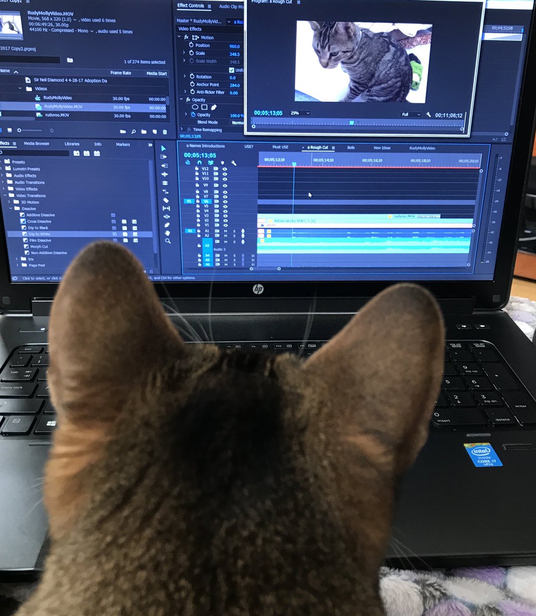 suezyg23's tweet photo. When your cat helps you with editing! #ScoutCat @AdobePremiere #EditingGoals https://t.co/oTSyxozFa9