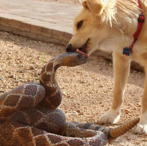 AureliusBrew's tweet photo. #KindHeartedMethodists to #Progressives. "I am sending you out like sheep among wolves. Therefore be as shrewd as snakes and as innocent as doves." Dont be as shrewd as doves and as innocent as a snake. #OneChurchPlan #UMCGC #BrokenHearted=#SoftHeaded https://t.co/LxBQuVgqPB