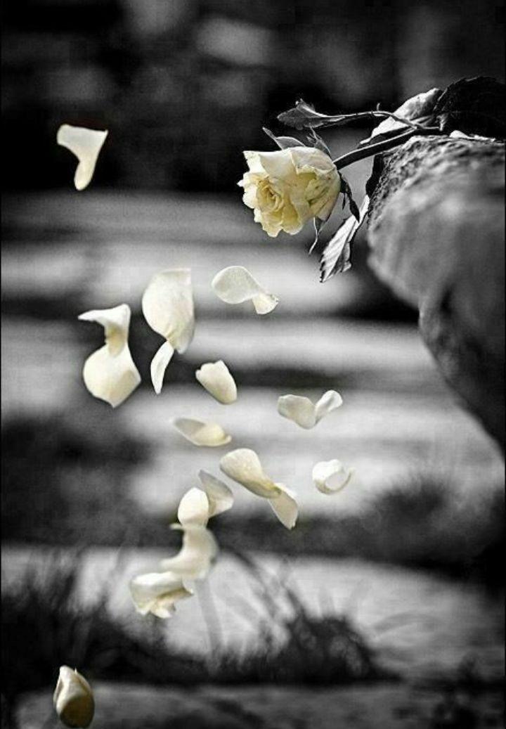 Vithun_offcl's tweet image. கடந்து போகும் :-

பிரிவும்
ஒரு பயணத்தின்
அனுபவம்

அங்கு 
சிறுதுளியேனும் 
சிந்துகின்ற கண்ணீர் 
பூக்கள் மலரும்

கசந்த
நிமிடங்கள் இளைப்பாறும்
காயங்கள்
மனதை வாட்டும்

உறவுகள்
தொடர்கதை போல் 
கற்பனை நீளும்

ஏனென்றால் 
&quot;இதுவும்
கடந்து போகும் &quot; ..!!

🖤💕

#அவள_களவாடிய_பொழுதுகள்