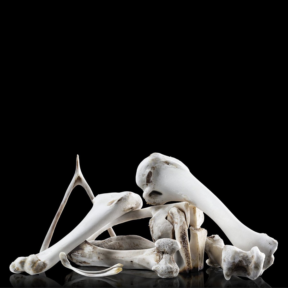 Things are happening. Beginnings of new works....

#newwork #bones #nature #photography #stilllife #sherrygriffinphoto #sherrygriffinphotography