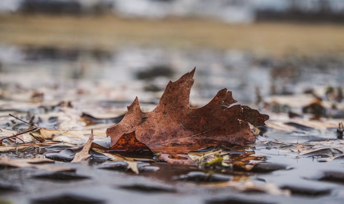 LasoAnimal's tweet photo. Drained

#drained #photography #streetphotography #photo #instapic #instadaily #instagram #pic #picture #leaf #wasted #tired #random #sad #sony #sonya7ii #sonya7iii #sonya6000 #sonya7riii #sonyalpha #lasofocus https://t.co/krfwcJ91mJ