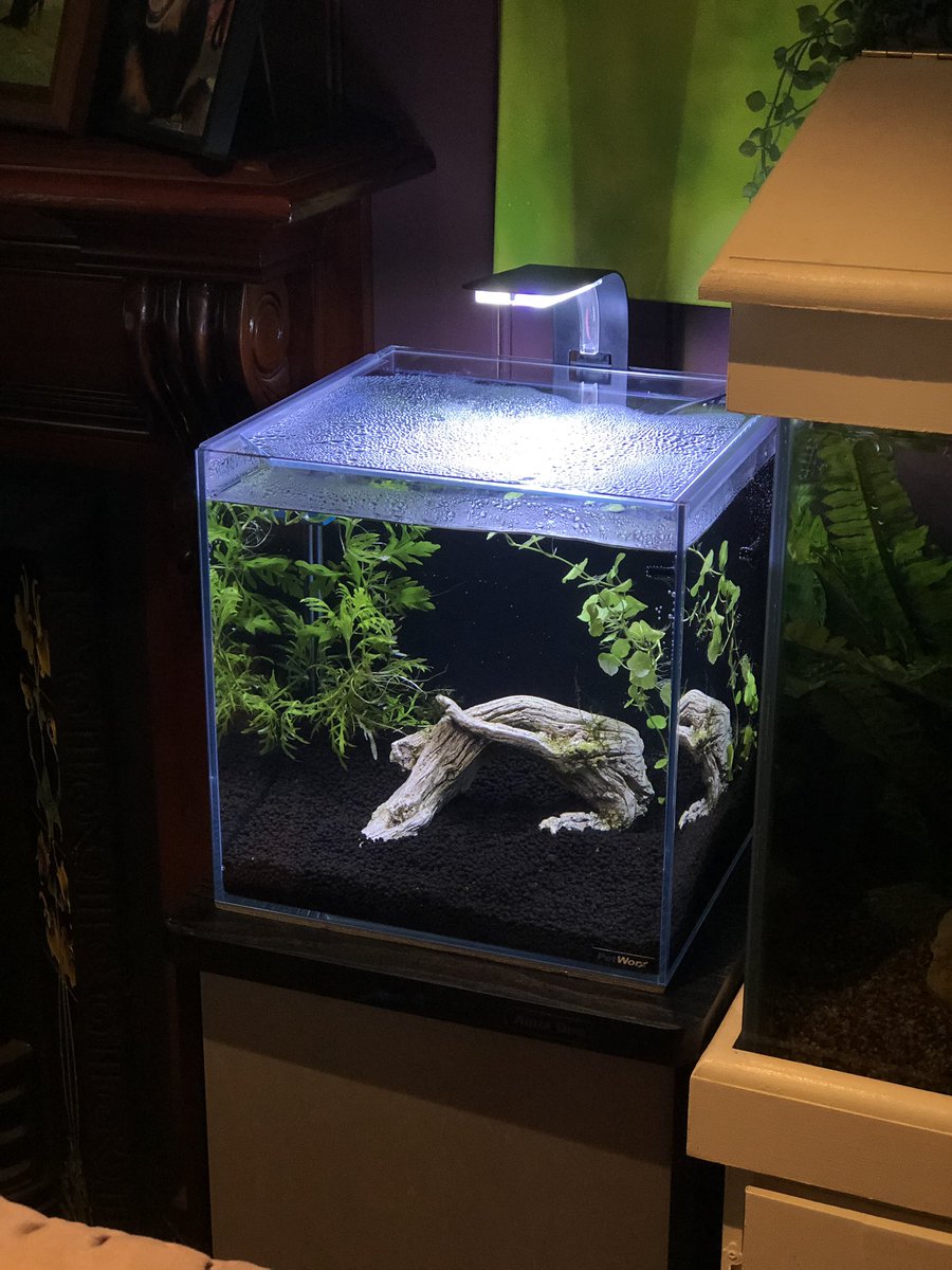theflickedition's tweet photo. Working on my new nano #aquarium https://t.co/bxqi6g3ppY