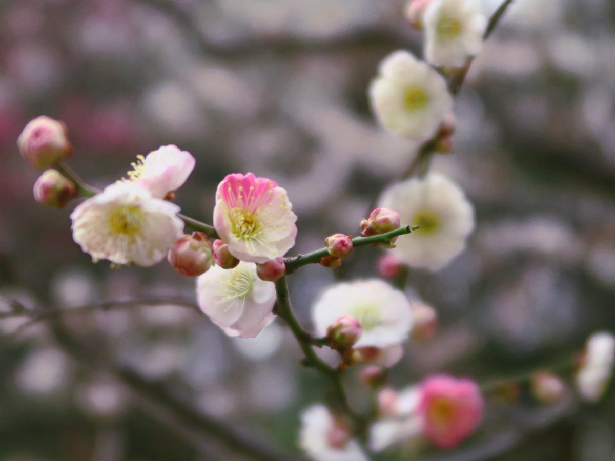 旧古河庭園 思いのまま 梅には素敵な名前がたくさんありますが この 思いのまま も日本的でとても良い名前 現在見頃です 一つの花に紅と白の花びら 一つの木に赤と白の花を 思いのまま につけています 旧古河庭園 梅 ウメ 思いのまま