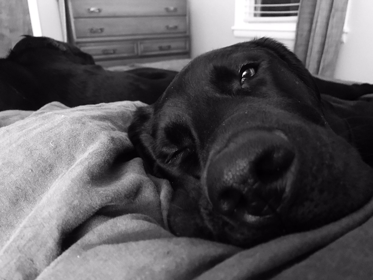 MGmtSANVERS's tweet photo. To sleep or not too sleep. The struggle is real. https://t.co/yNRyi19G83