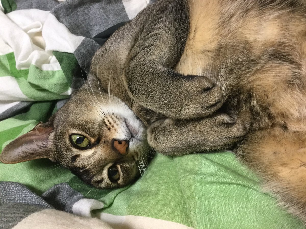 healingcat_bot's tweet photo. くろがねまる♂(    ॑꒳ ॑ )　(kuroganemal)さんより https://t.co/c32KAT5AAr