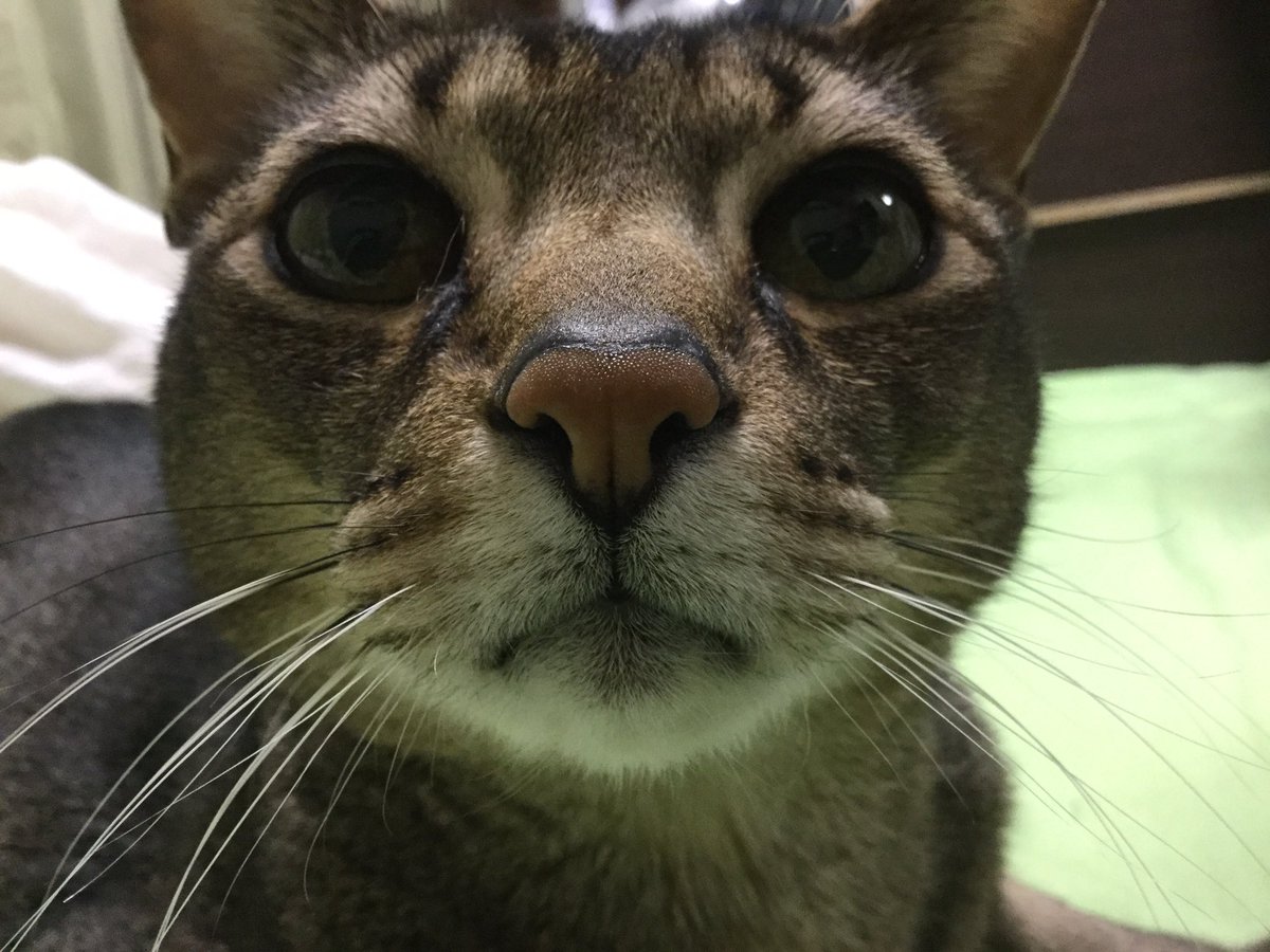healingcat_bot's tweet photo. くろがねまる♂(    ॑꒳ ॑ )　(kuroganemal)さんより https://t.co/c32KAT5AAr