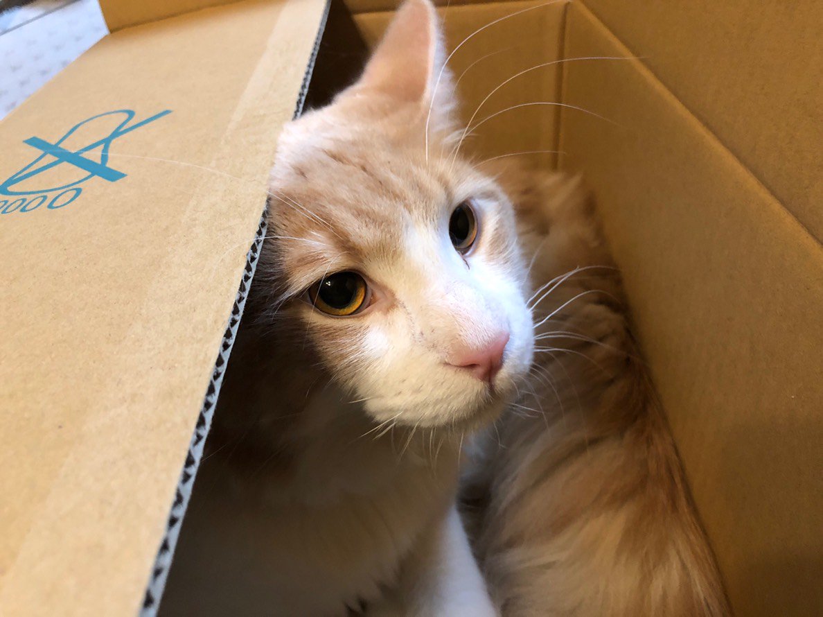 healingcat_bot's tweet photo. 私の家の猫ちゃん達です！ (PbgalHKE4Y958VG)さんより https://t.co/a28AqmS9xd
