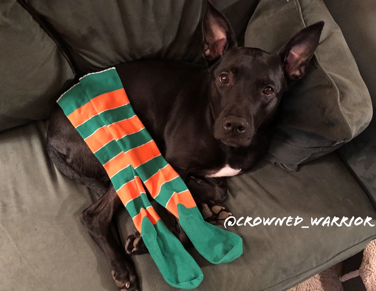 crowned_warrior's tweet photo. Todayโs word of the day is: LAZY
Brought to you by the letter L and the number 0๐พ๐
#PhotoChallengeFeb19
Day 26 ๐ค the letter L
#DogCelebration #ApollosPack https://t.co/Ioy7Cy3tKO