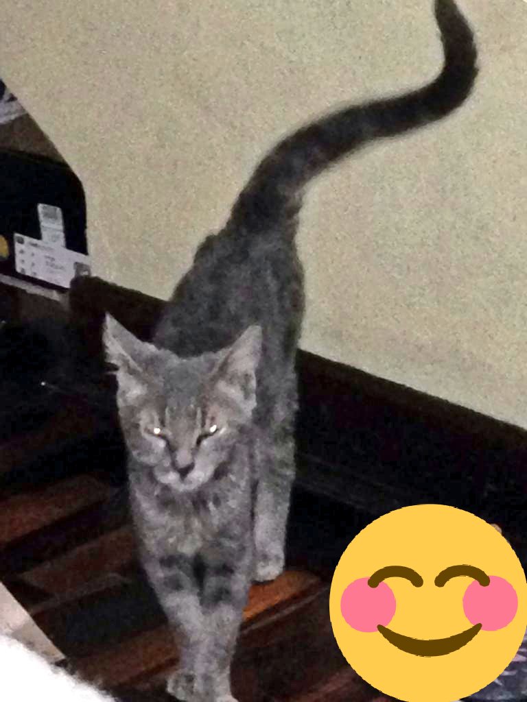 incondic_peru's tweet photo. #SEGUIMIENTO!🏠💕🐈
Estamos muy alegres de ver a nuestro #Plomito interactuar con Joaquin, él pequeño está poniendo de su parte para que el michito agarre confianza y se rinda a sus caricias.
Gracias señor Nilda Siancas💖
Gracias Elsita por el contacto 💕
#AdoptarSalvaVidas https://t.co/xwKxP5osq1