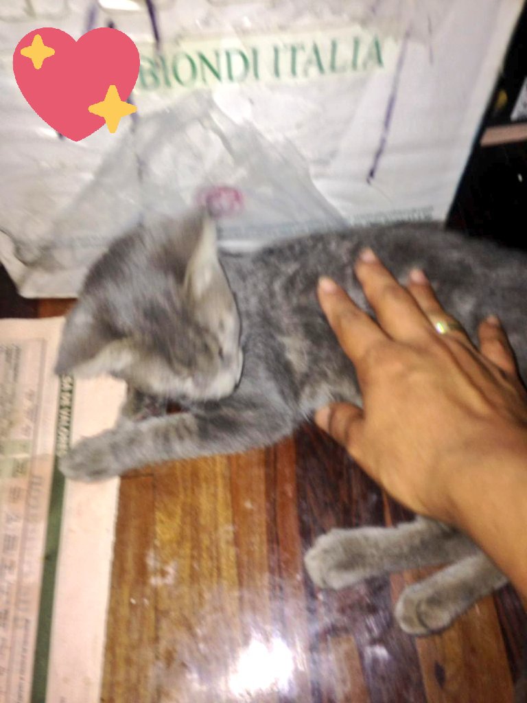 incondic_peru's tweet photo. #SEGUIMIENTO!🏠💕🐈
Estamos muy alegres de ver a nuestro #Plomito interactuar con Joaquin, él pequeño está poniendo de su parte para que el michito agarre confianza y se rinda a sus caricias.
Gracias señor Nilda Siancas💖
Gracias Elsita por el contacto 💕
#AdoptarSalvaVidas https://t.co/xwKxP5osq1