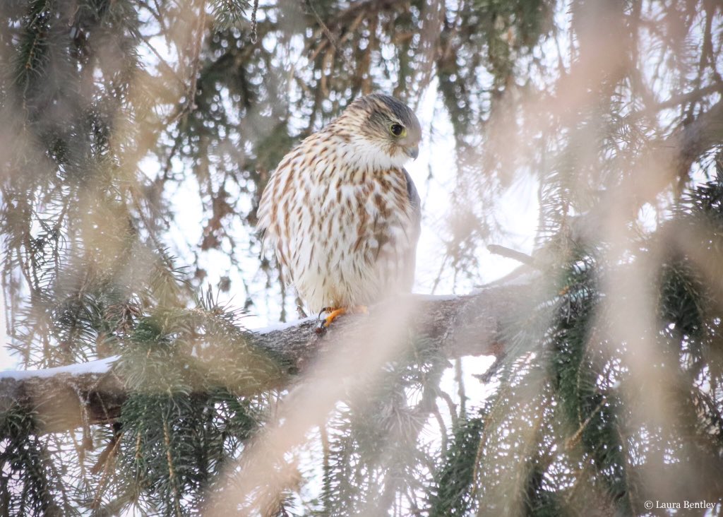 Most winters I have to take the feeders down for a few weeks because of finch disease, but this year.....there aren’t many finches around. No frown big enough for this tweet🙁#SharpShinnedHawk #merlin #BirdsOfPrey I see these #birds frequently this winter.
