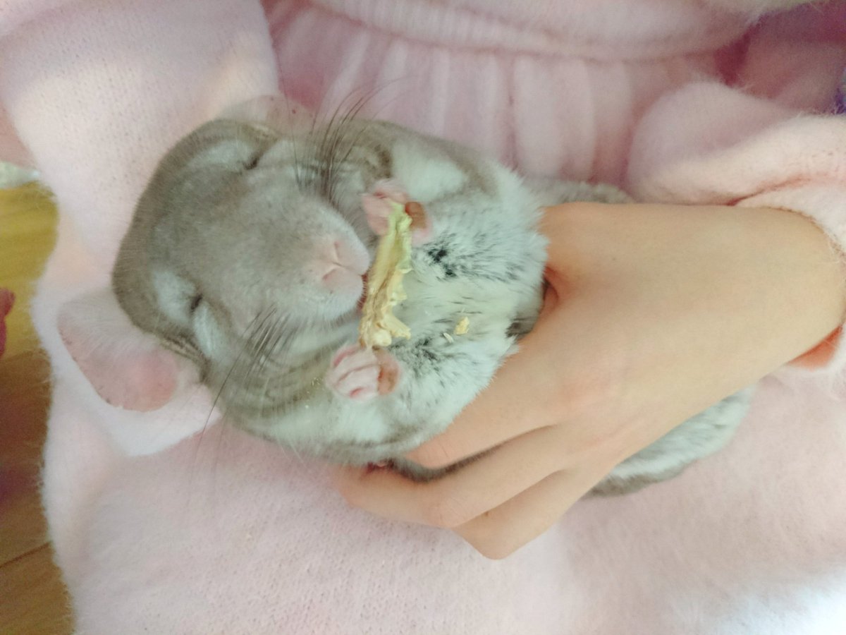 okomekun_oishii's tweet photo. これは友達にお尻支えられてゆりかご状態のおこめくん(っ˘ω˘c )赤ちゃん

#チンチラ #おこめくん https://t.co/41gdQeYtpE