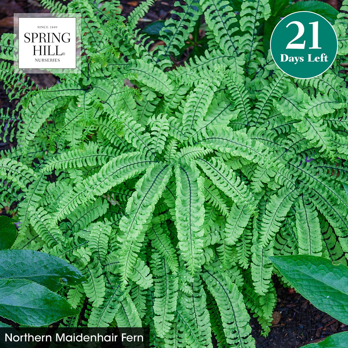 Spring is only three short weeks away. Who's ready to start planting?