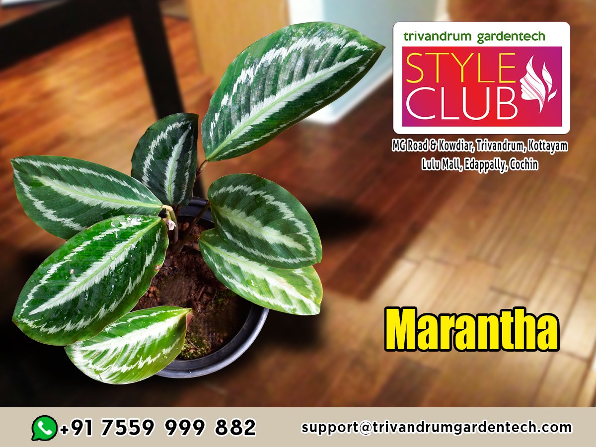 tgtstyleclub's tweet photo. #Maranta #pots #ceramicpots #planters #liveplant #gardenaccessories #gardening #homegarden #interiordecoration #interiordesigning #styleclub #garden #indoorplants #plants #trivandrumgardentech #liveplants https://t.co/cJSBinTq4Q
