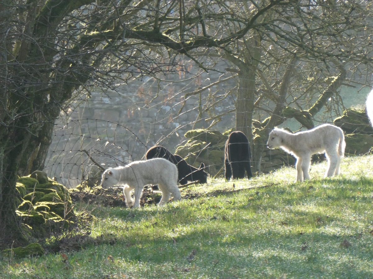 Altogether now.............. awwwwwwwwwwww 🙂
#YorkshireDales #wensleydale #lambs #cute