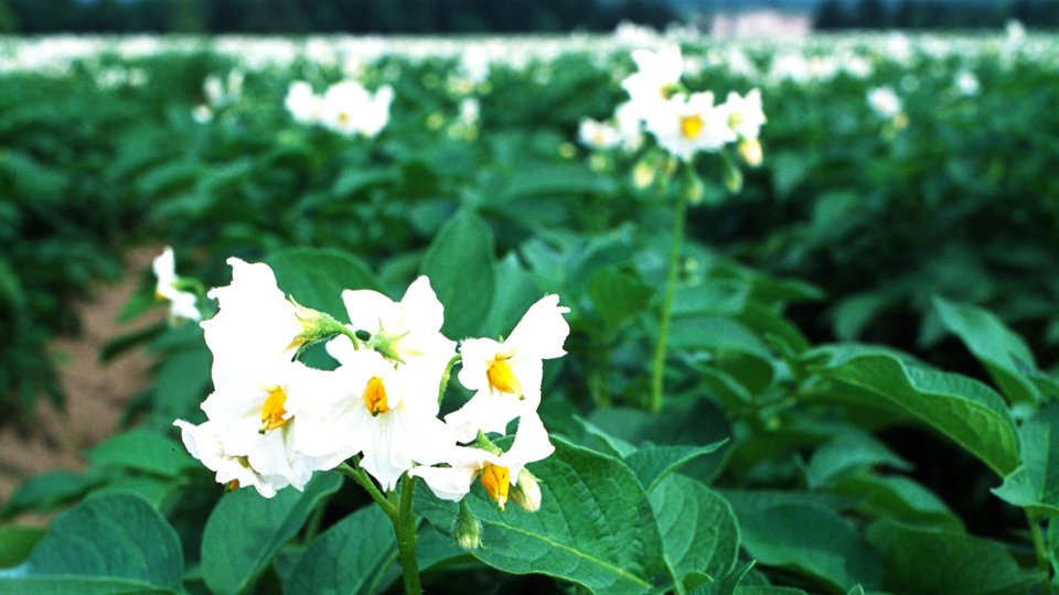 コイケヤ 公式 V Twitter あなたっぽい花と花言葉 じゃがいもの花って見たことありますか 慈善 慈愛 情け深い 恩恵 という 花言葉もあるんですよ