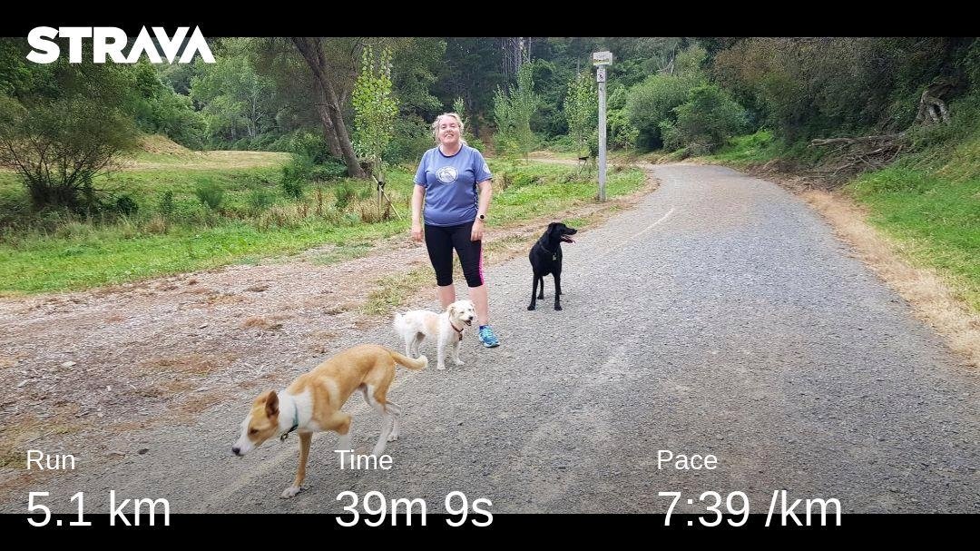 oldandfullofpie's tweet image. After a couple of weeks of not running, it was time to get out and do a 5k. It was really hard. It was so great to have these #mercerpets as company along with their human running machine! #MercerActive #MMRun No 10 @lifeatmercer