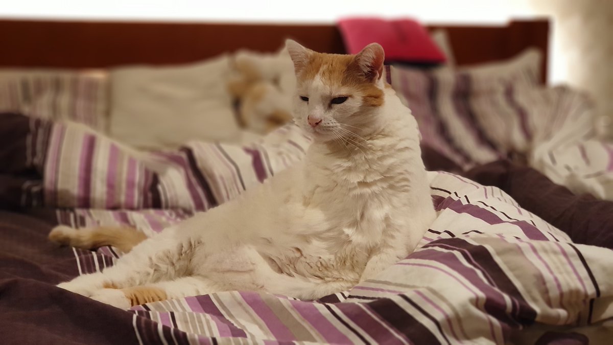 Bazilis's tweet photo. Trojnožka Rozárka 🐱❤ Vyvalená jak barová zpěvačka na piánu :-)
#cat #catlife #threeleg #threelegcat https://t.co/L3FuAVEutO