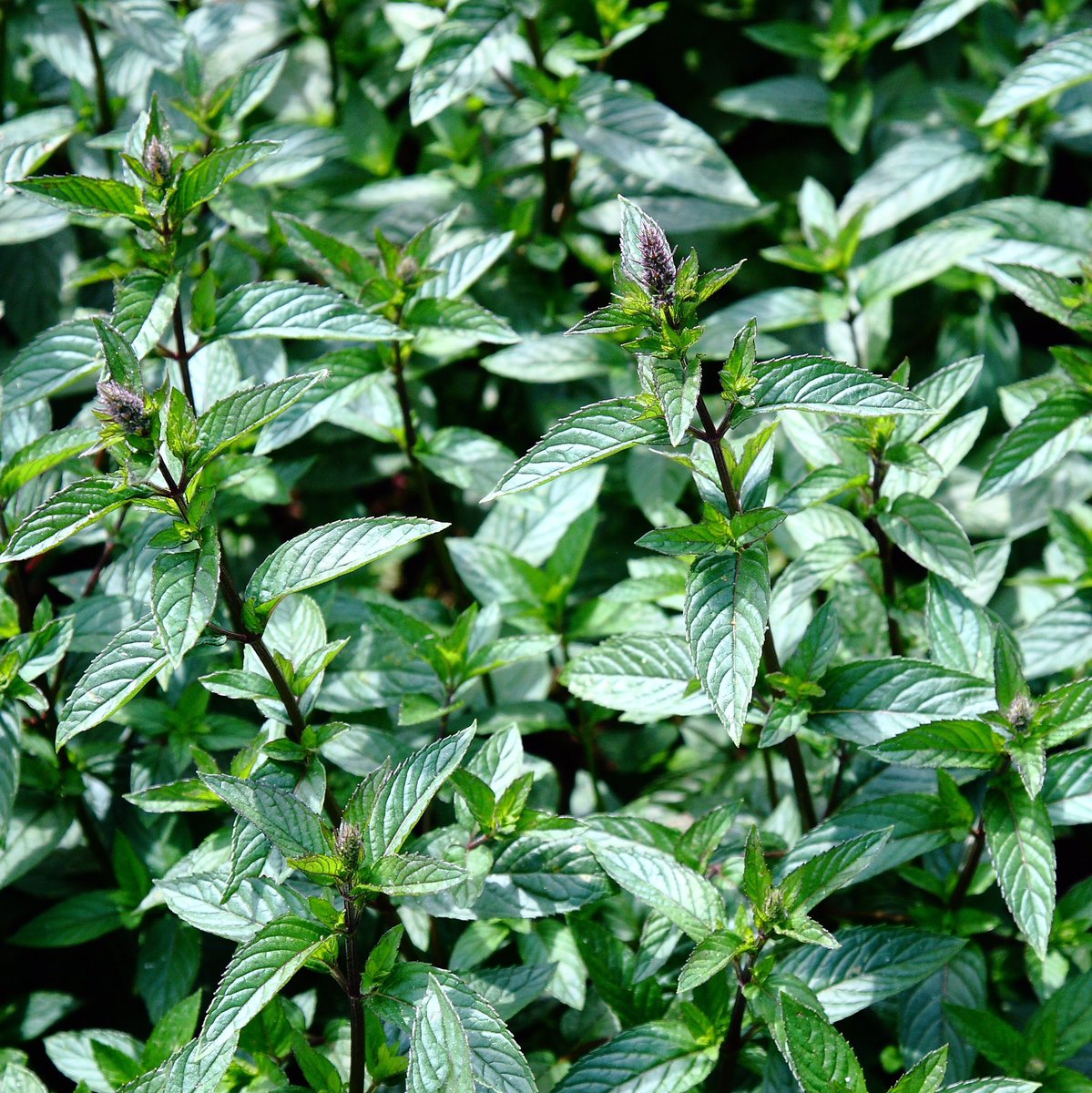 Summerdown tweet media