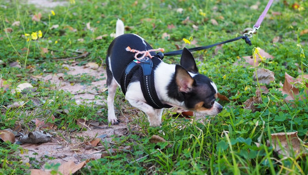 babilaperreta's tweet photo. Cada vez creo que está mucho más cerca, 🐶🐽 ¿la sentís igual que yo? La #primavera va instalándose poco a poco. 🌼☀️ ¡No tardes mucho! #spring #calor #verde #green #perro #dog #chihuahua #pet https://t.co/Fen6isGckX