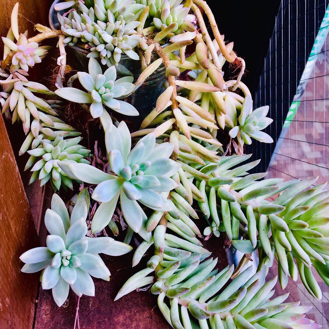 Kouyu على تويتر 多肉植物が伸びすぎて怪獣のようになってきた ぼちぼち剪定しないと 多肉植物 趣味の園芸 プランター栽培 果樹 観葉植物 Succulent Plants Horticulture Gardening Plants Foliage Plant T Co Y1lyyp3vk3 Kouyu على تويتر 多肉植物が伸びすぎて怪獣のようになってきた ぼちぼち剪定しないと 多肉植物 趣味の園芸 プランター栽培 果樹 観葉植物 Succulent Plants Horticulture Gardening Plants Foliage Plant T Co Y1lyyp3vk3