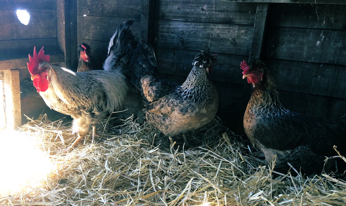 AnotherSmallholder tweet media