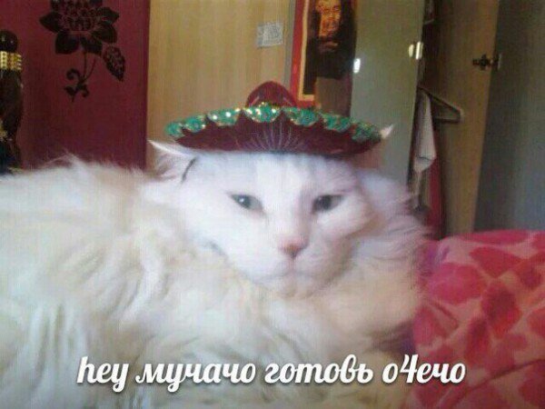 otetsmemesov's tweet photo. @cherry_peach0 https://t.co/THwSprja3w
