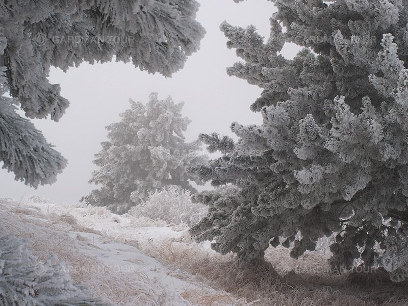 GardmanTour's tweet photo. Pristine forests covered in white, snow crunching softly at each step, the pearl of Lake Sevan in the white shell of Geghama Mountains and fascinating stories of Sevanavank Monastery…
Find more about this tour at: https://t.co/dgfsBr9v85 or contact us by phone: (010) 545353. https://t.co/kfUhyryAzi