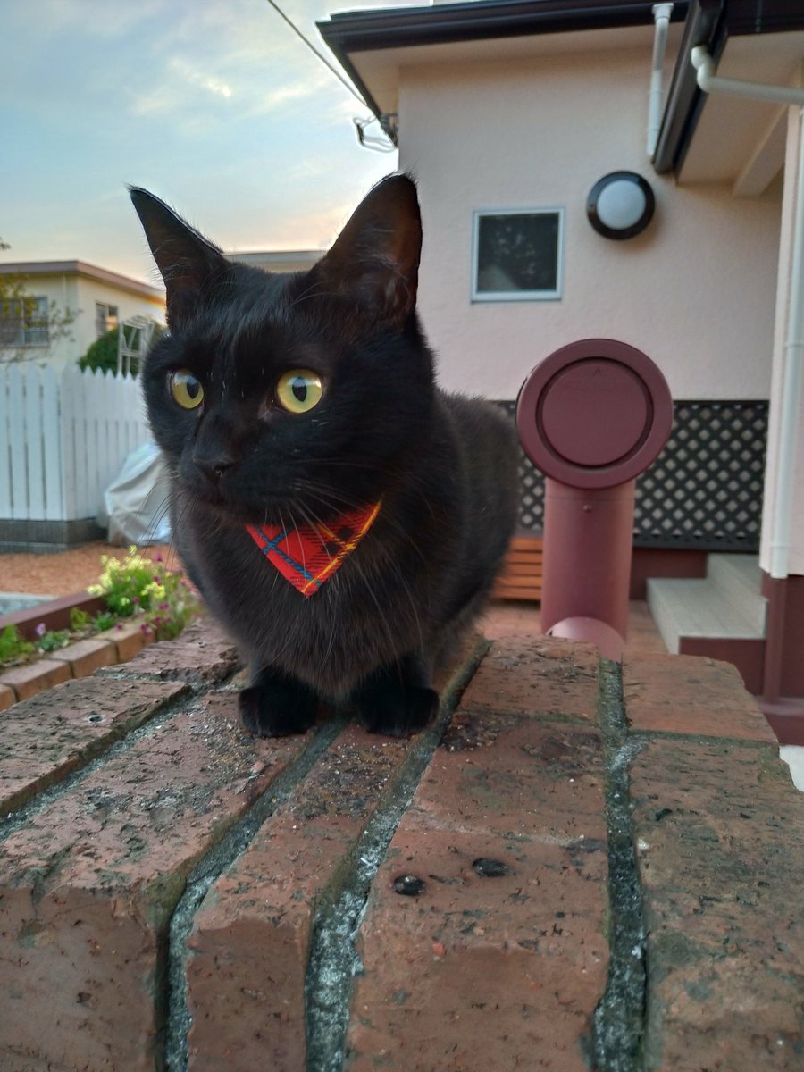 黒猫 火 イメージポケモンコレクション