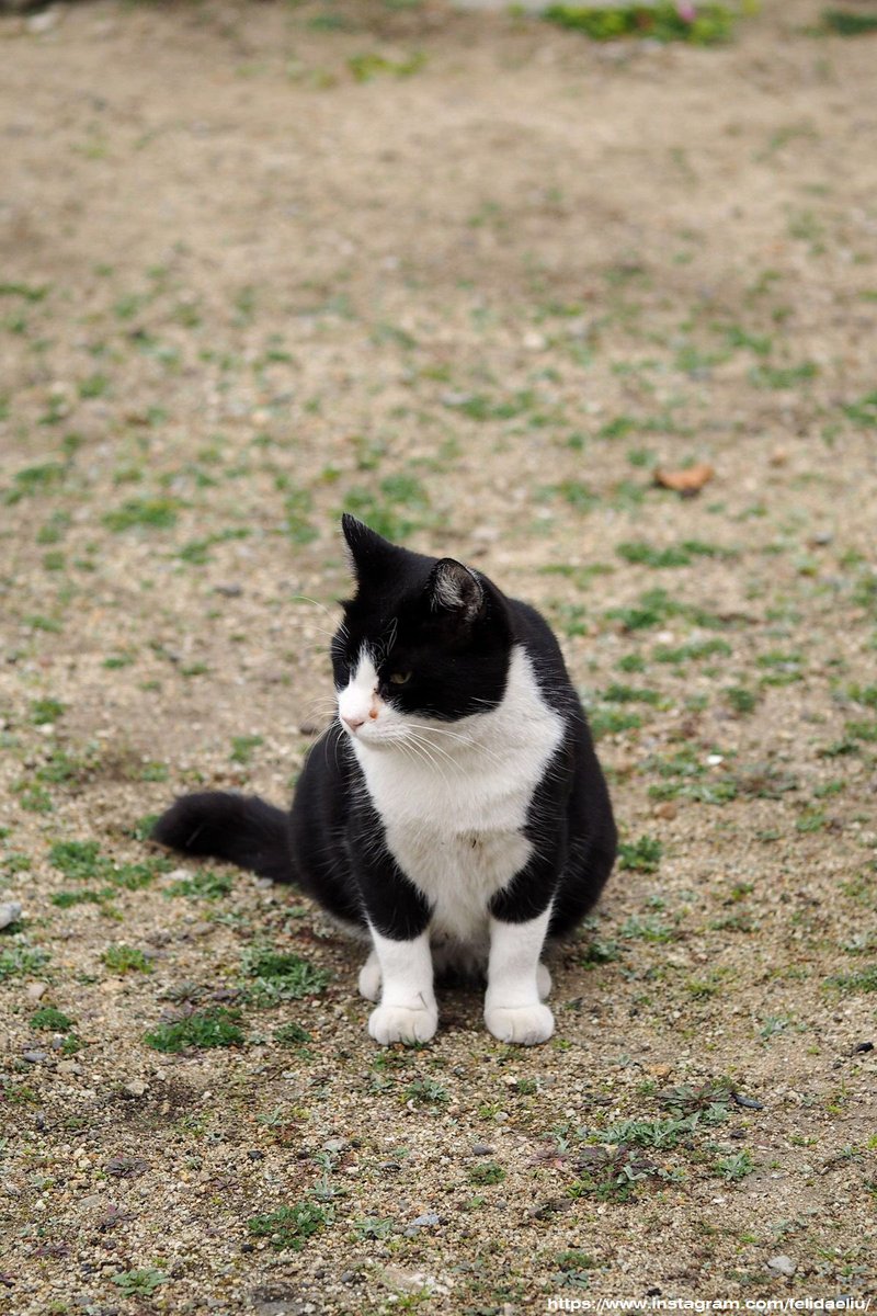 Felidaeliu's tweet photo. @ENPUKUJI_Cats 私はとてもそのねこを懐かしみます。 https://t.co/Qfuyc91bDT
