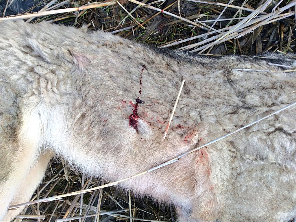 † Heute erreichte uns die schrecklichste Nachricht seit langem! Gestern fielen Schüsse. 
Unsere Mitarbeiter suchten sofort die Gegend ab. Heute morgen fanden sie unser #BigGirl erschossen im Gras lieben. Wir sind geschockt u. zu tiefst betroffen. Das bleibt nicht ohne Folgen! 🖤