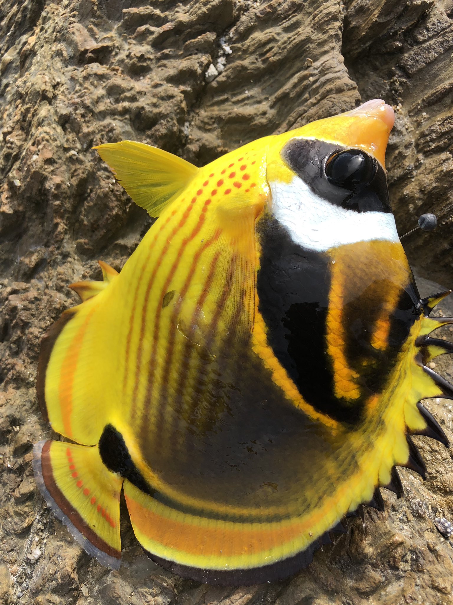Hy Official 最近fcの一魚一会アップ出来てないなぁ 今はツアー中だから仕方ないね 釣りしたいなぁ でもでも空いた時間に気合でこの前行ってきました 可愛い魚しか釣れなかったけどね 英 T Co Mp7d7teu50 Twitter