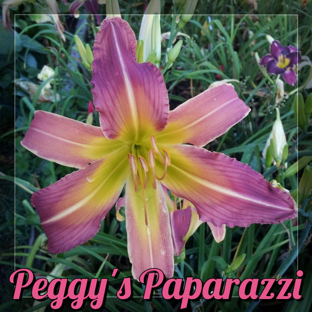 2019 Reg. Diploid    Registrant: Clark-C.
                        Cultivar Name: 'Peggy's Paparazzi'
                        
Seedling Number: A099    Description: Deep mauve petals, dark veins, white midribs, and very green throat.