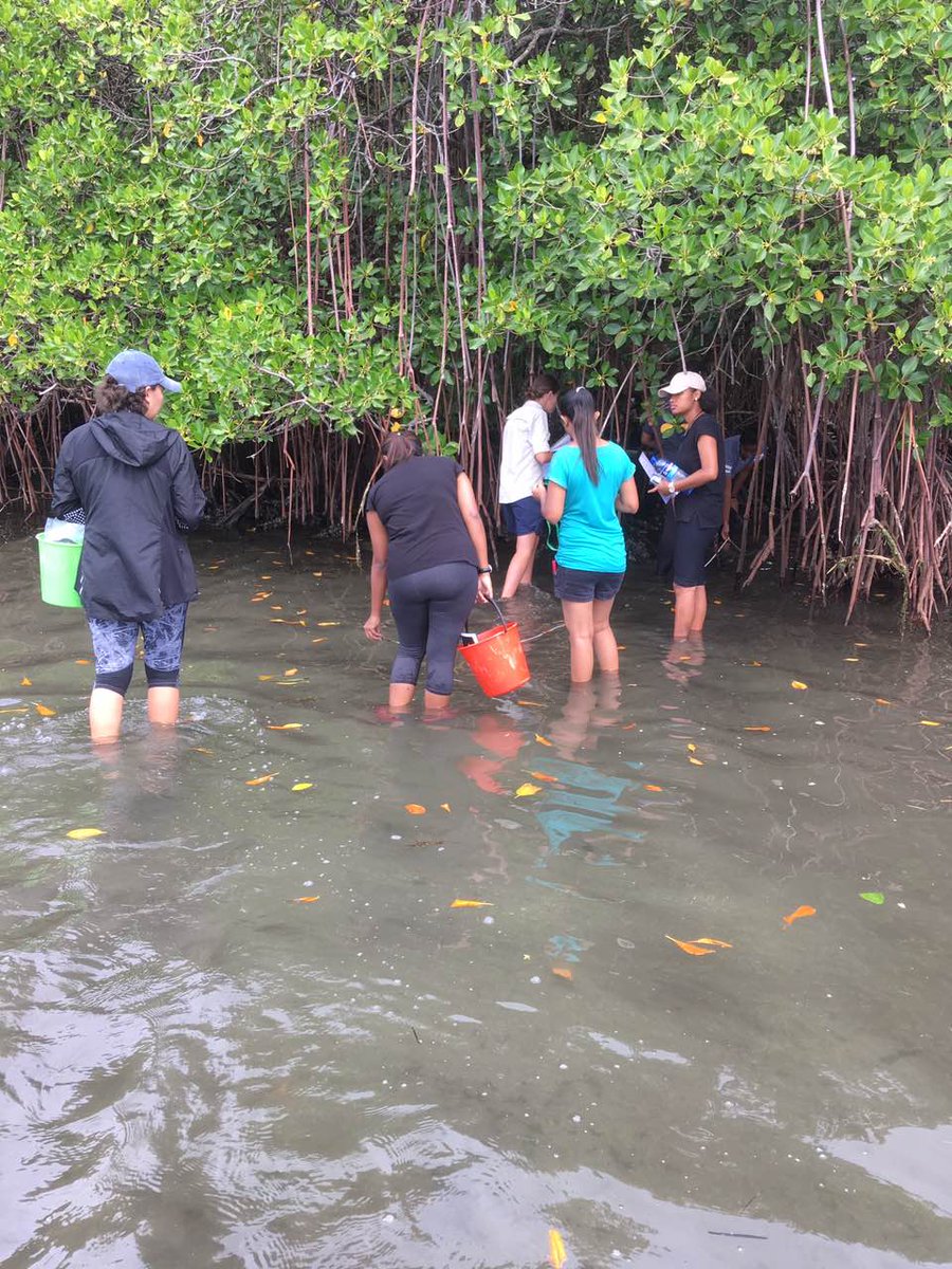 uspmarine1's tweet photo. Mangrove forest sampling methodology was the objective of today's #MS305 Marine Biology practical class. The mangroves protecting the MySuva Picnic Park (Suva, Fiji) are also used as a teaching aid for @UniSouthPacific #SMSstudents
Photos: J. Vuiyasawa. #TeamUSP https://t.co/TcUgQO53gt