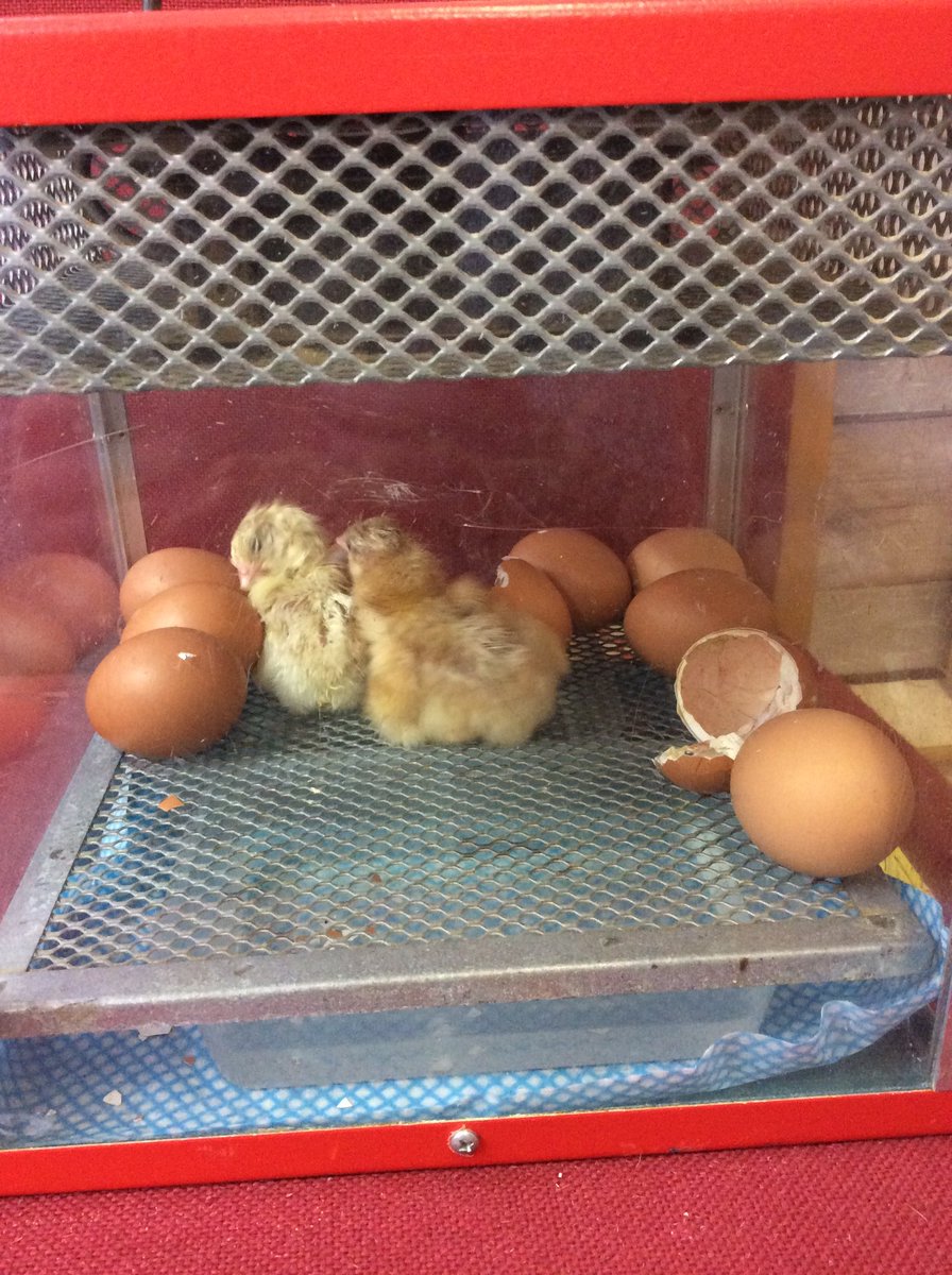 1Broomhill's tweet photo. Something ‘eggciting’ has happened overnight at Nursery 🐣 We have two gorgeous chicks already hatched and waiting for 8 more to join their feathered friends very soon 🥚 @SchoolBroomhill #Eggciting #LivingEggs #TwoDown #EightToGo https://t.co/wElzerhA3j