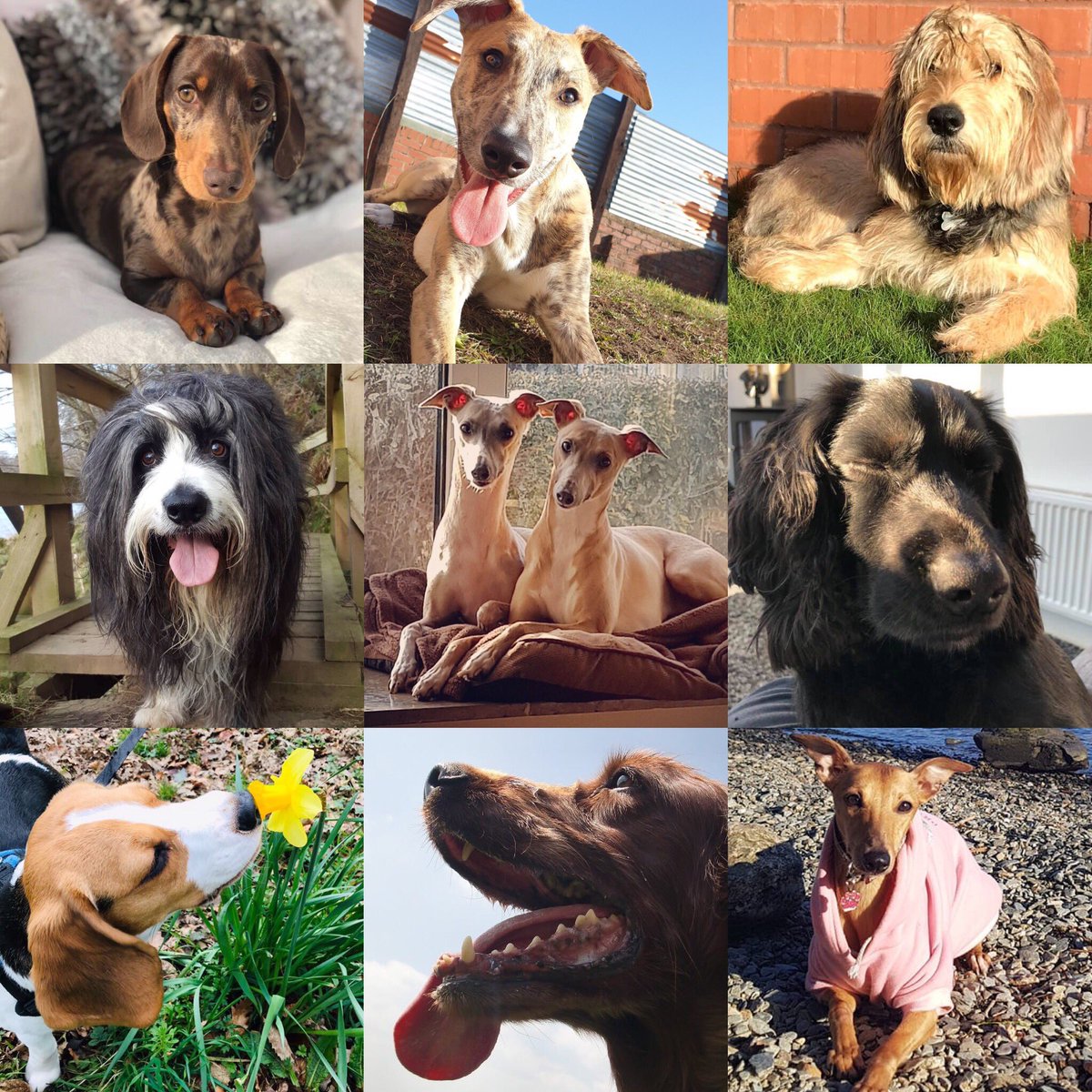 Sunshine and furry faces! Two of my favourite things 🐾☀️
 
We’re going to be sad to say goodbye to #woofwoofwednesday - a huge thank you to Katie <a href="/BizWonderland/">Katie|Business Wonderland</a> for all your hard work over the years - we’ve made some amazing friends through your networking hour 🐾😘xx